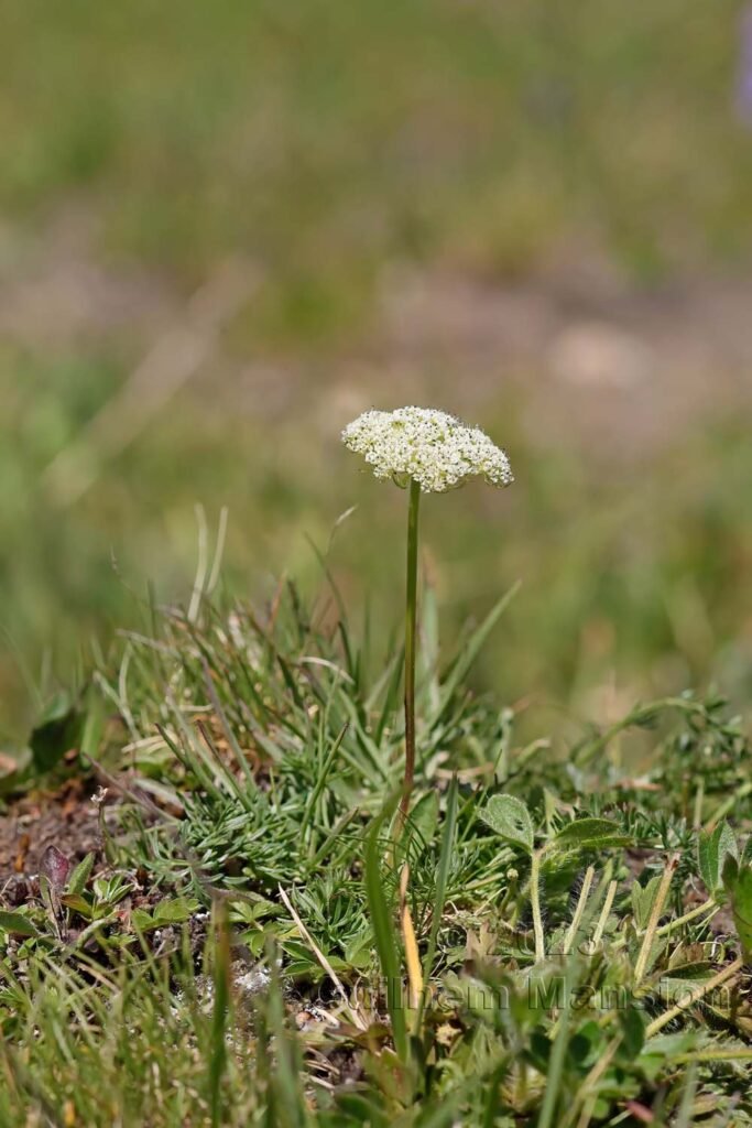 Pachypleurum mutellinoides vers Moiry (Suisse, Valais)