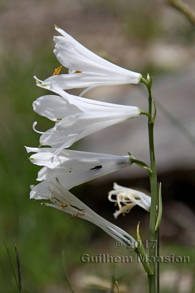 Paradisea liliastrum au Loetschental (Suisse, Valais)