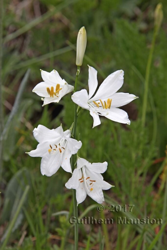 Paradisea liliastrum au Loetschental (Suisse, Valais)