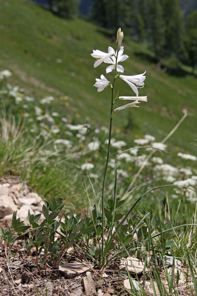 Paradisea liliastrum au Loetschental (Suisse, Valais)