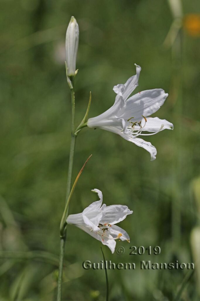 Paradisea liliastrum vers Oeschinensee (Suisse, Berne)