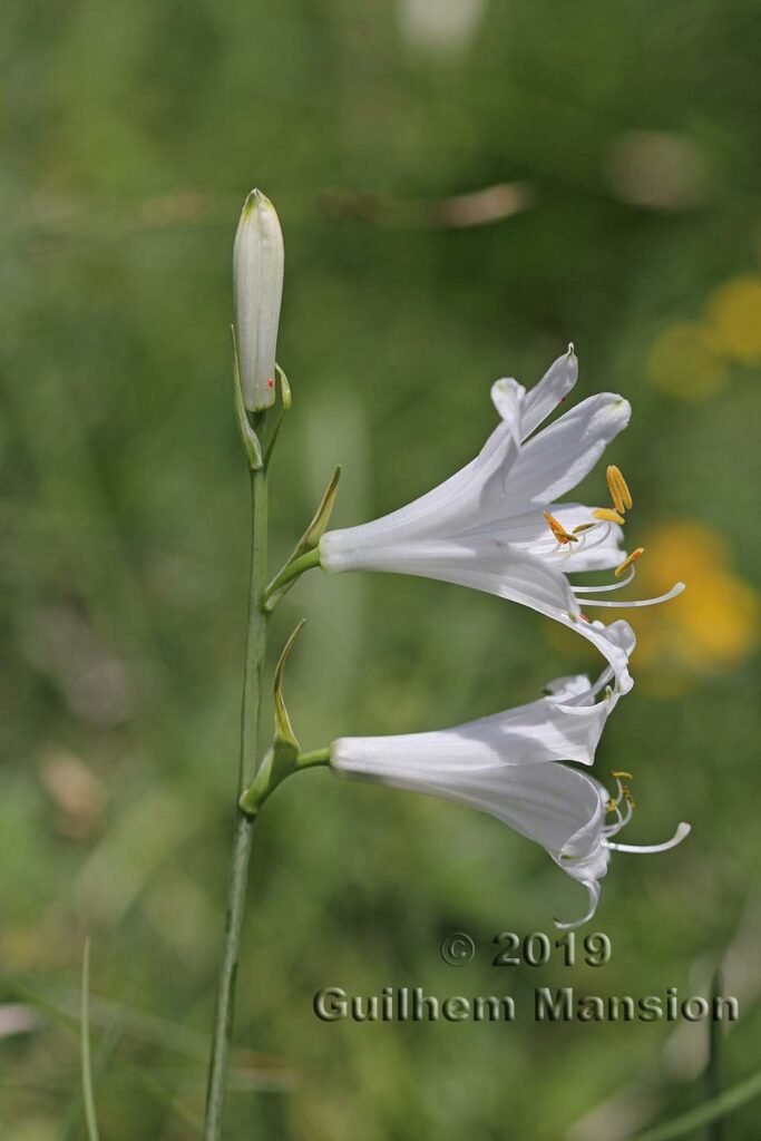 Paradisea liliastrum vers Oeschinensee (Suisse, Berne)