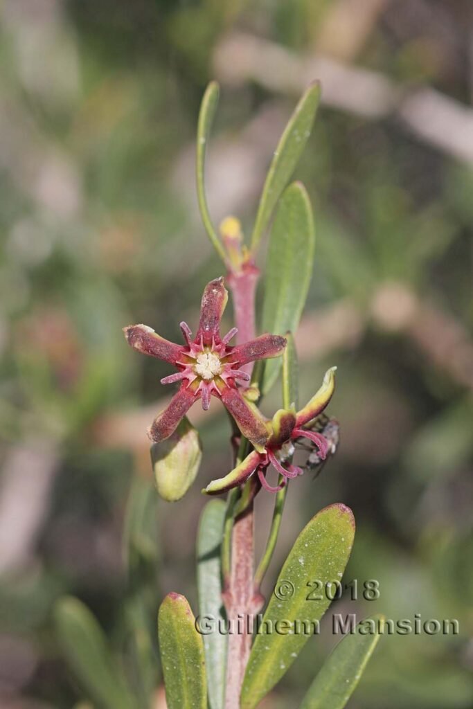 Periploca angustifolia au Cabo de Gata (Espagne, Andalousie)