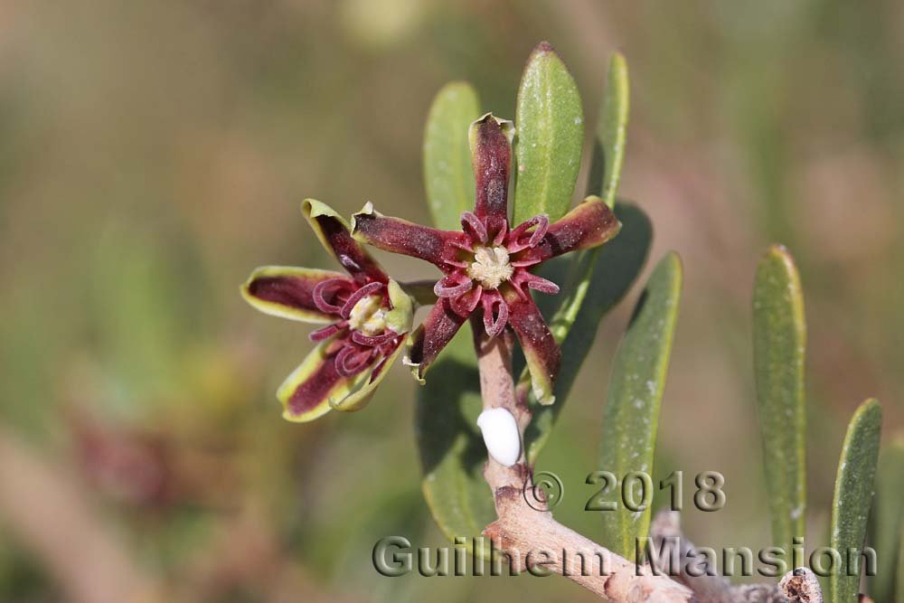 Periploca angustifolia