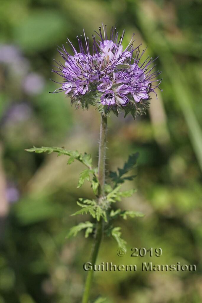 Phacelia tanacetifolia vers Zurich-Seebach (Suisse)
