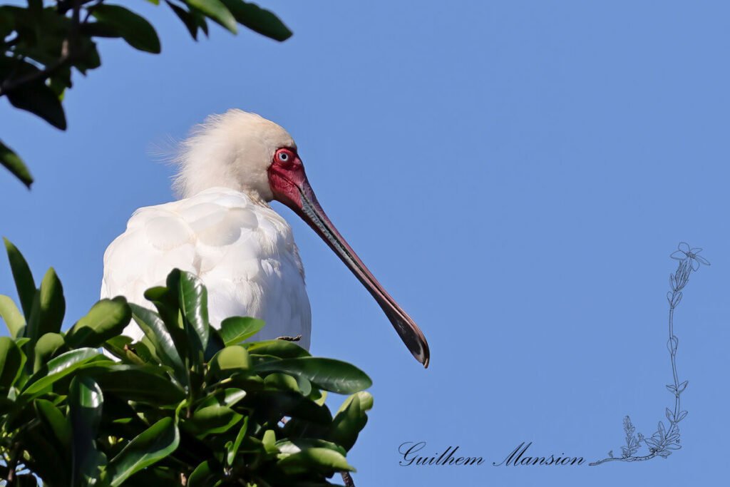 Spatule d'Afrique (Platalea alba) dans le jardin botanique de Durban (Afrique du Sud, 20250131)