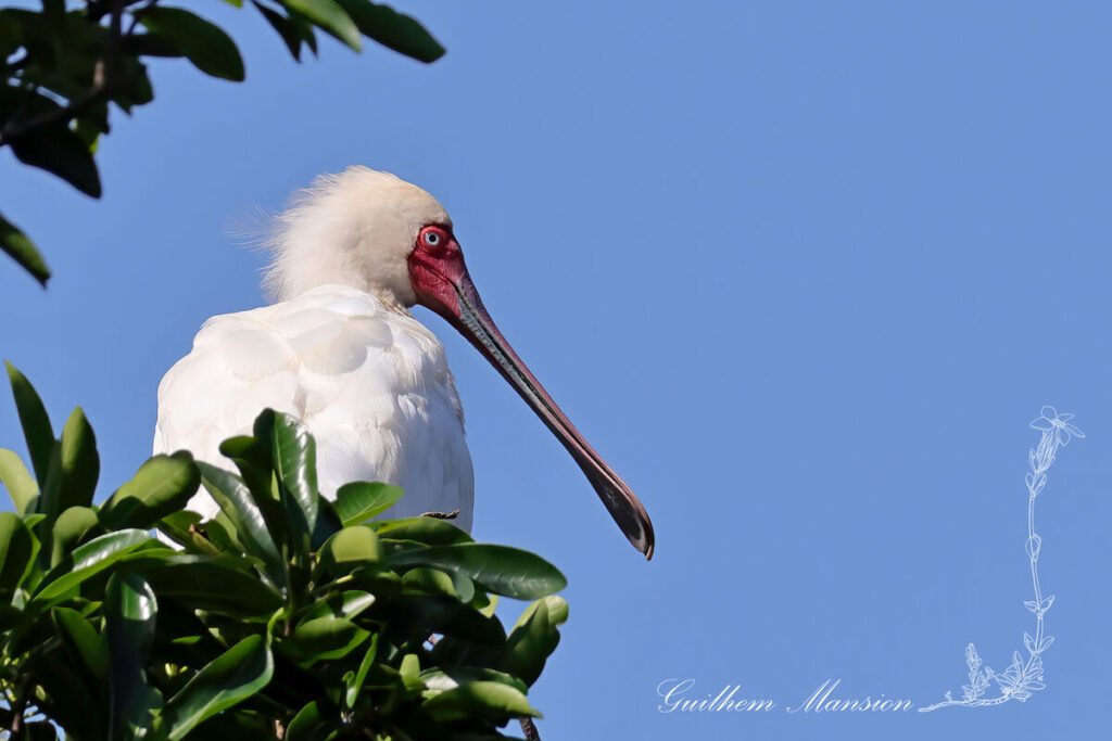 Spatule d'Afrique (Platalea alba) dans le jardin botanique de Durban (Afrique du Sud, 20250131)