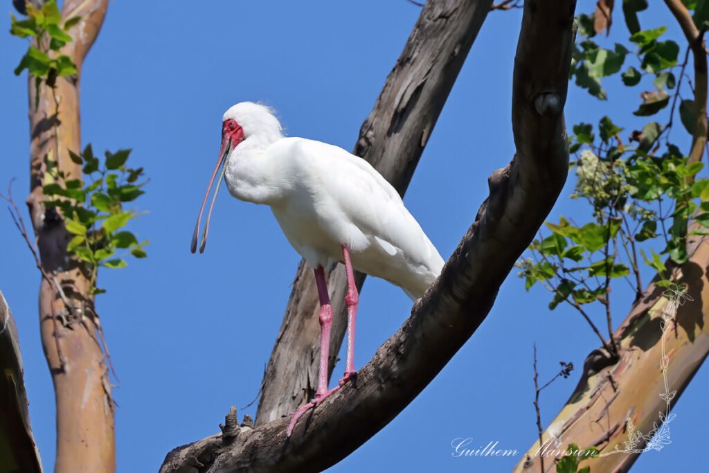 Spatule d'Afrique (Platalea alba) dans le jardin botanique de Durban (Afrique du Sud, 20250131)