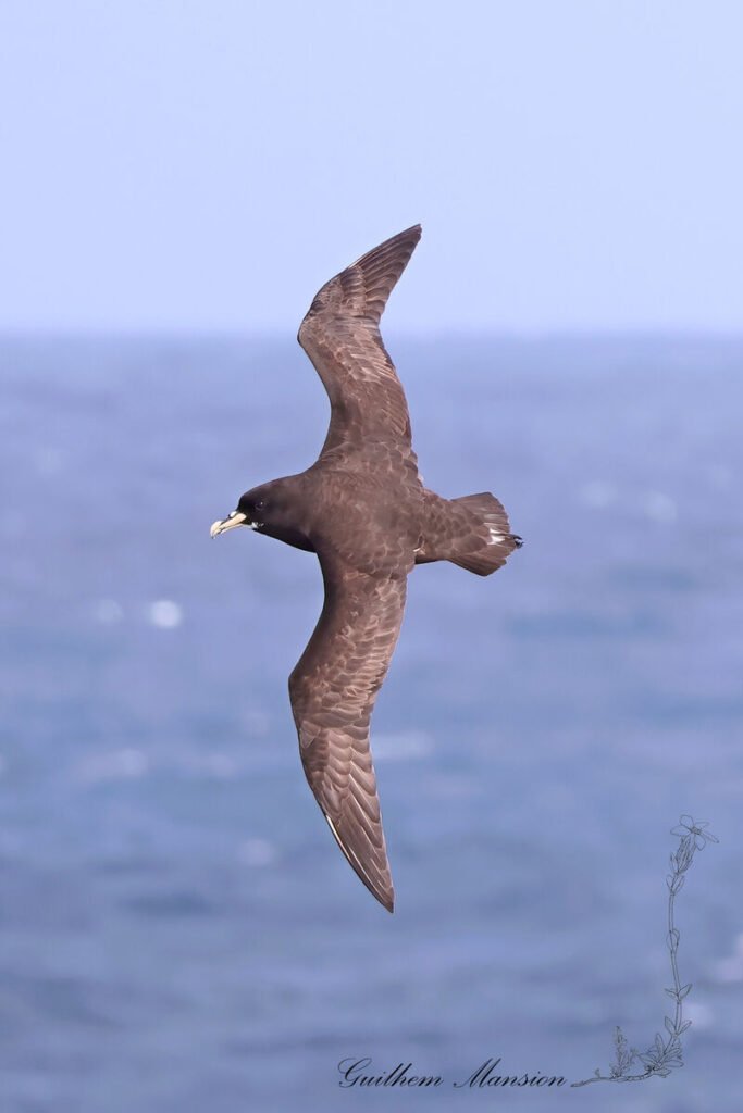 Puffin à menton blanc (Procellaria aequinoctialis) au large de l'île Marion, dans l'Archipel du Prince-Édouard (Afrique du Sud, 20250127)