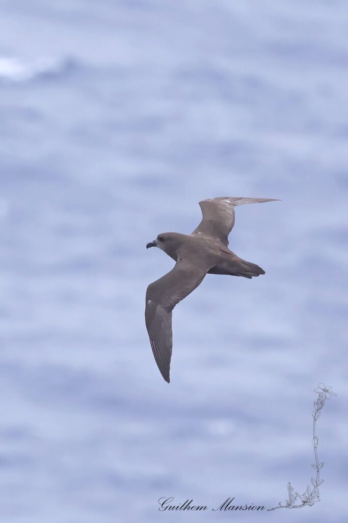 Pétrel noir (Pterodroma macroptera) au large de l'île Marion, dans l'Archipel du Prince-Édouard (Afrique du Sud, 20250130)