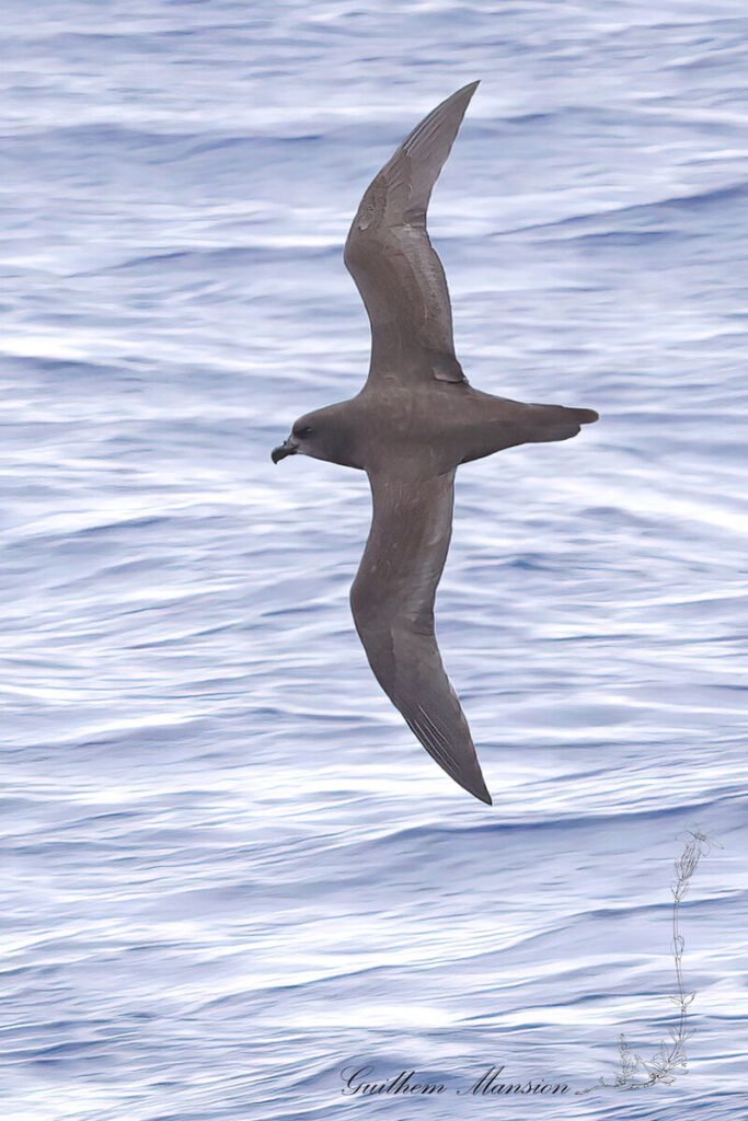 Pétrel noir (Pterodroma macroptera) au large de l'île Marion, dans l'Archipel du Prince-Édouard (Afrique du Sud, 20250130)