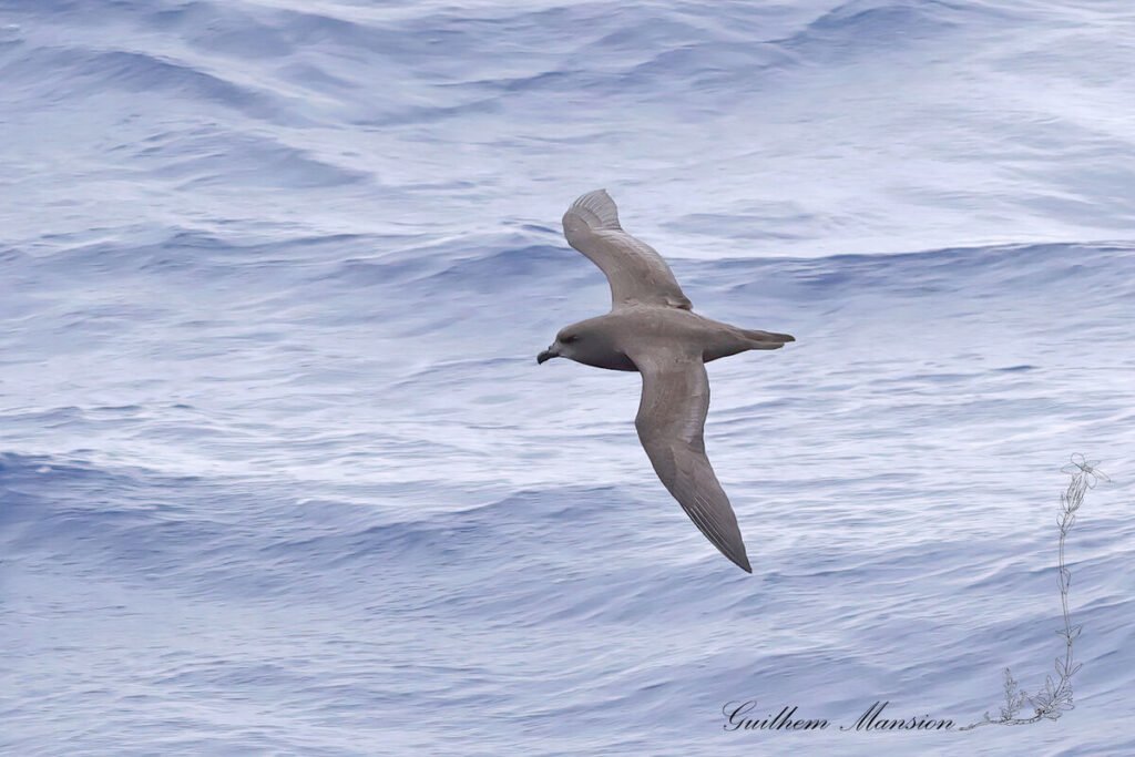 Pétrel noir (Pterodroma macroptera) au large de l'île Marion, dans l'Archipel du Prince-Édouard (Afrique du Sud, 20250130)