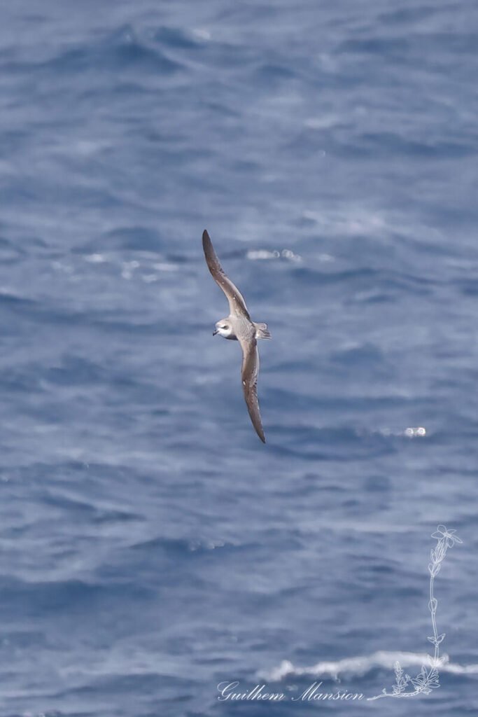 Pétrel soyeux (Pterodroma mollis) au large de l'île Marion, dans l'Archipel du Prince-Édouard (Afrique du Sud, 20250126)
