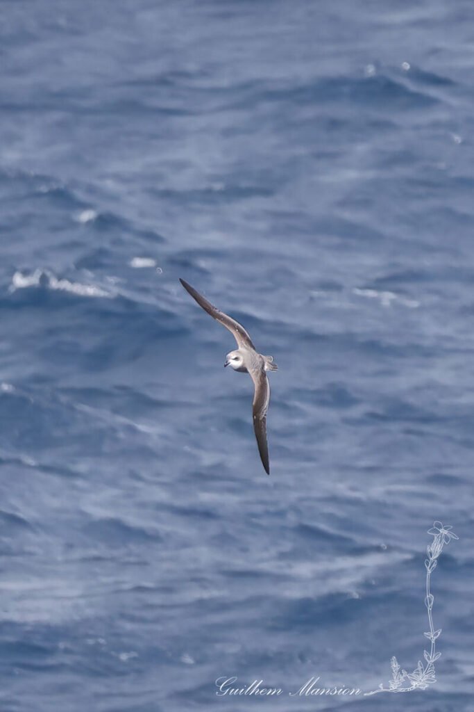 Pétrel soyeux (Pterodroma mollis) au large de l'île Marion, dans l'Archipel du Prince-Édouard (Afrique du Sud, 20250126)