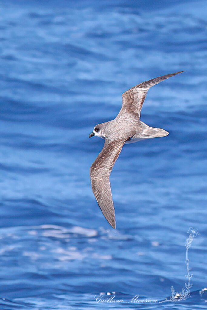 Pétrel soyeux (Pterodroma mollis) au large de l'île Marion, dans l'Archipel du Prince-Édouard (Afrique du Sud, 20250129)