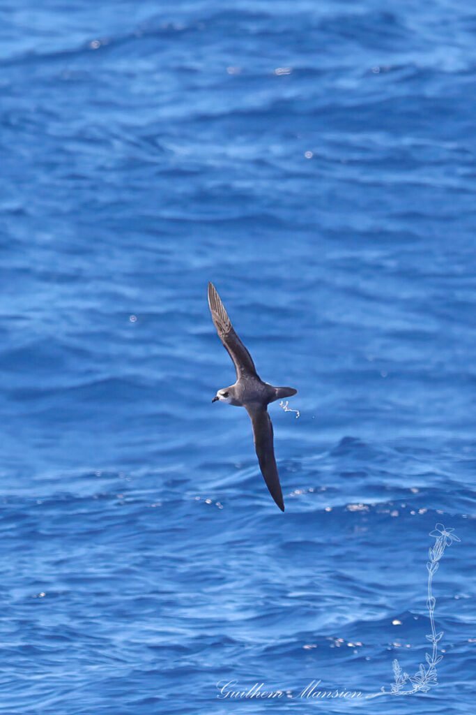 Pétrel soyeux (Pterodroma mollis) au large de l'île Marion, dans l'Archipel du Prince-Édouard (Afrique du Sud, 20250129)