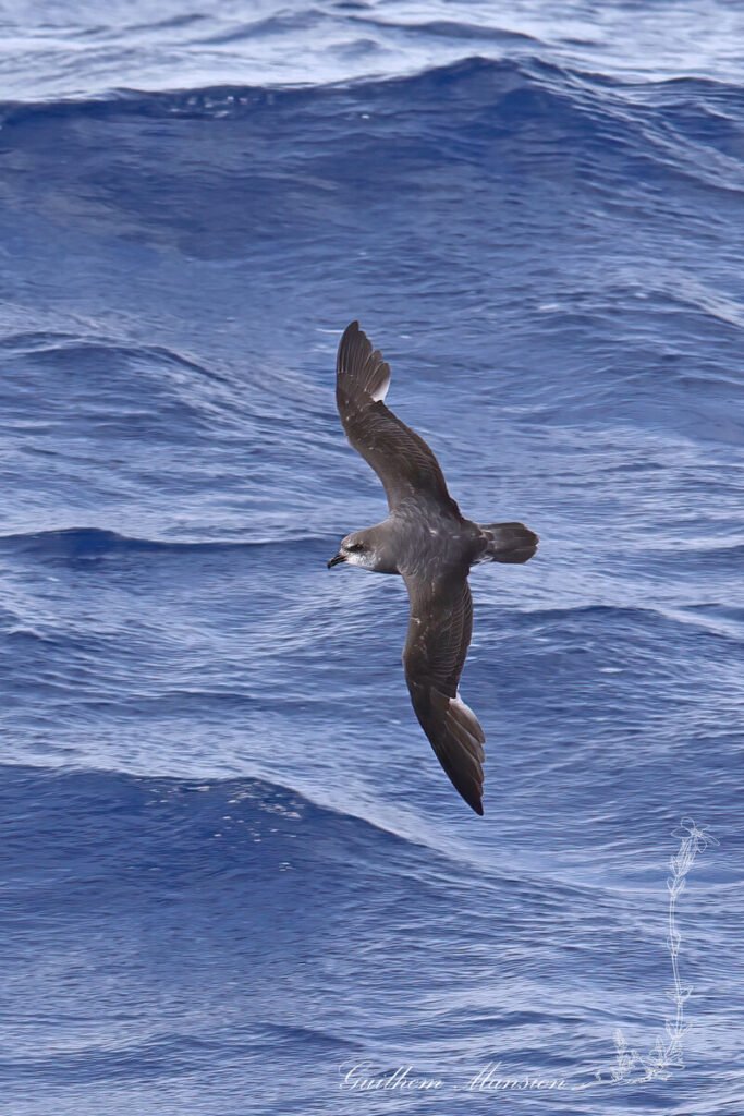 Pétrel soyeux (Pterodroma mollis) au large de l'île Marion, dans l'Archipel du Prince-Édouard (Afrique du Sud, 20250129)