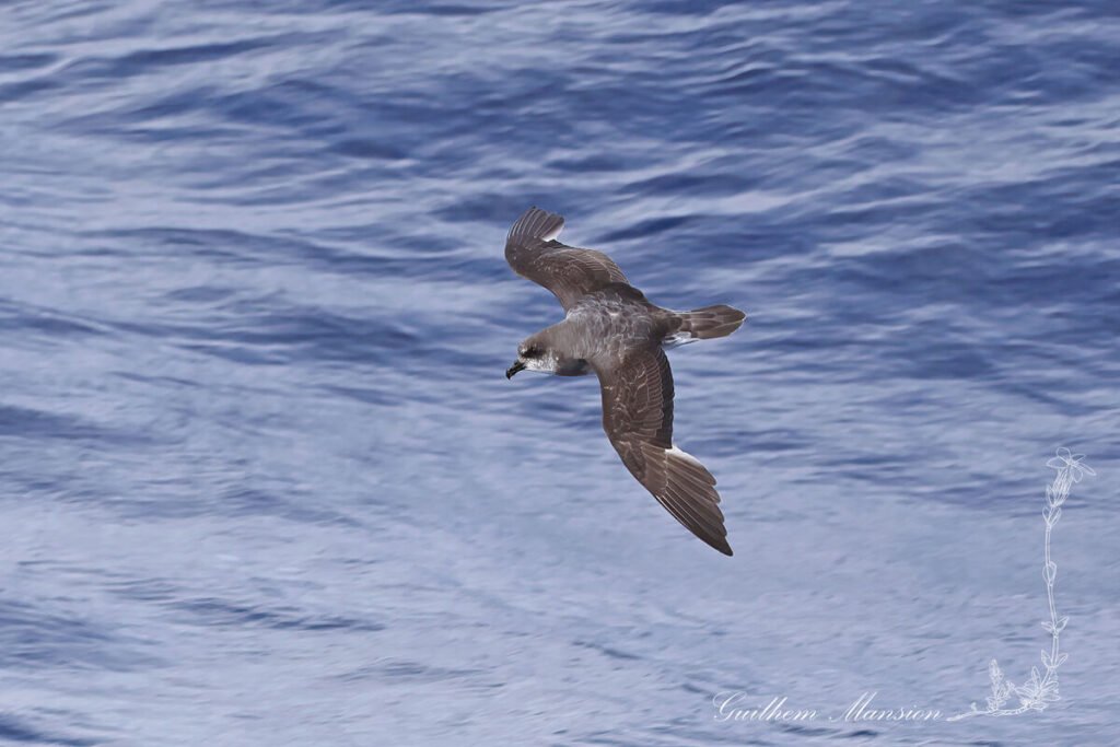 Pétrel soyeux (Pterodroma mollis) au large de l'île Marion, dans l'Archipel du Prince-Édouard (Afrique du Sud, 20250129)