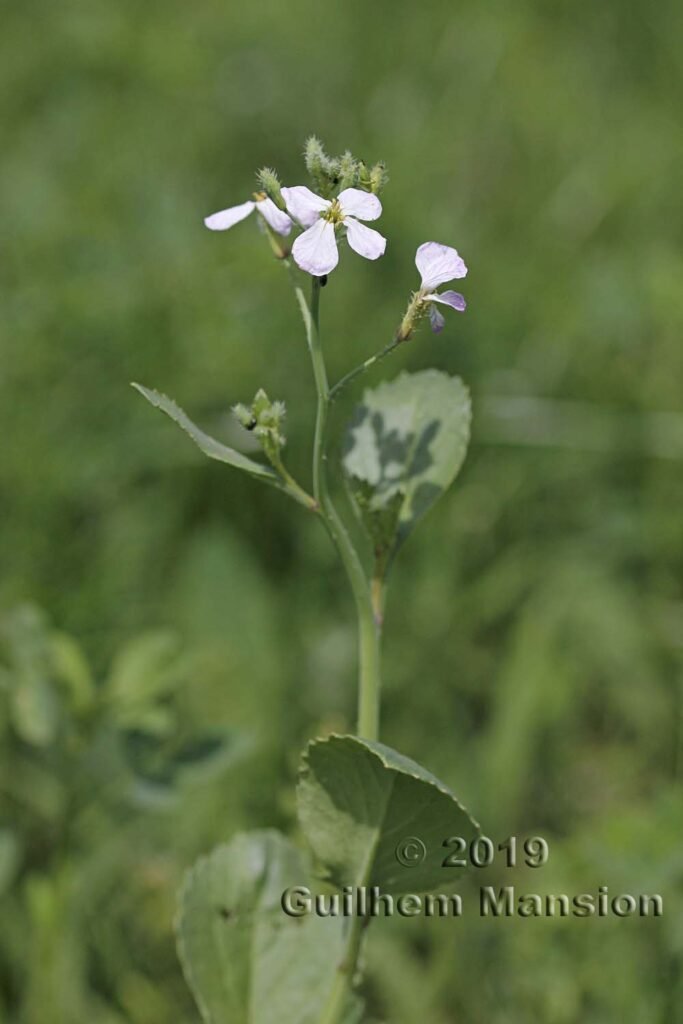 Raphanus raphinastrum à Zurich-Seebach (Suisse)