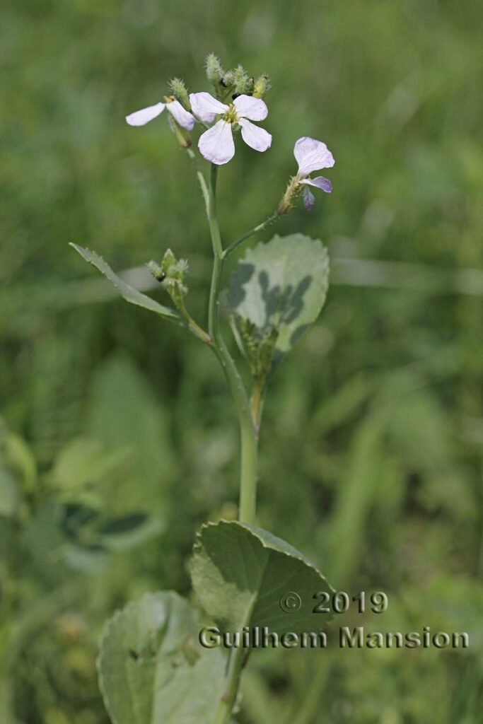Raphanus raphinastrum à Zurich-Seebach (Suisse)