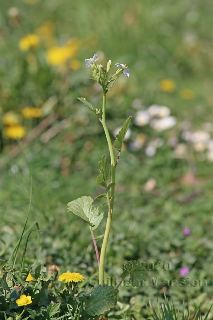 Raphanus raphinastrum à Zurich-Hoenggerberg (Suisse)