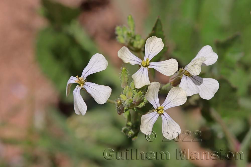 Raphanus raphinastrum à Tre Padule (France, Corse-du-Sud)