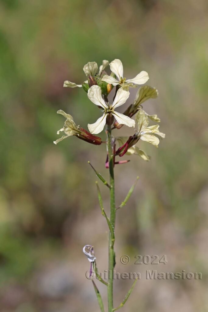 Raphanus raphinastrum entre Fully et Saillon (Suisse, Valais)