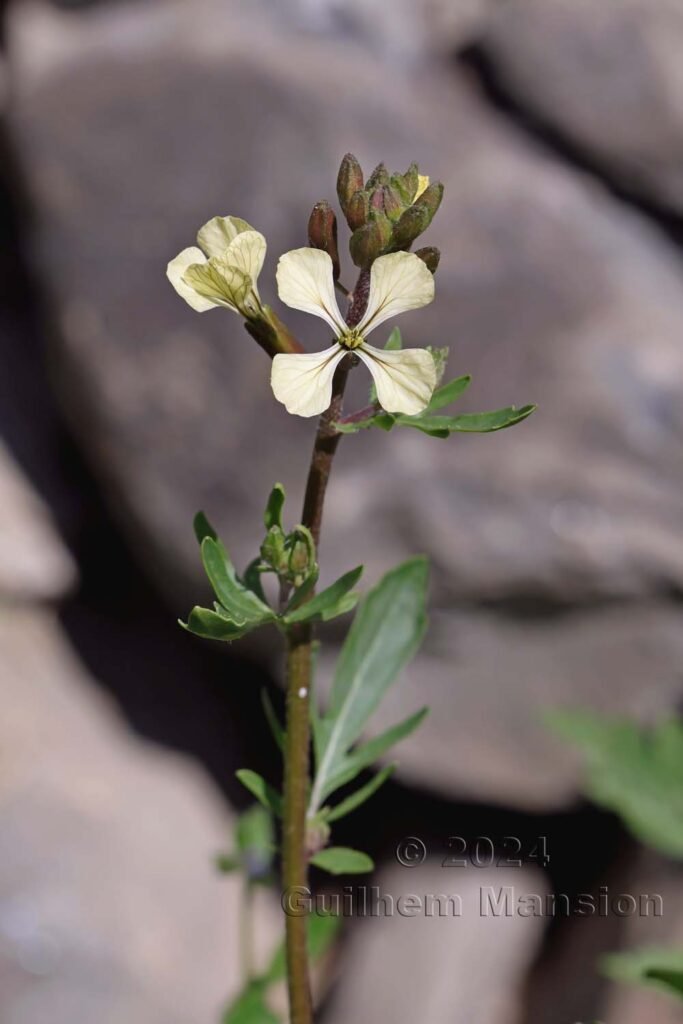 Raphanus raphinastrum entre Fully et Saillon (Suisse, Valais)