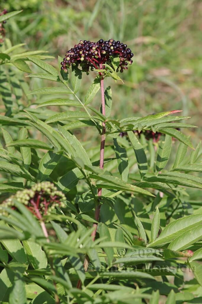 Sambucus ebulus vers Herznach (Suisse, Argovie)