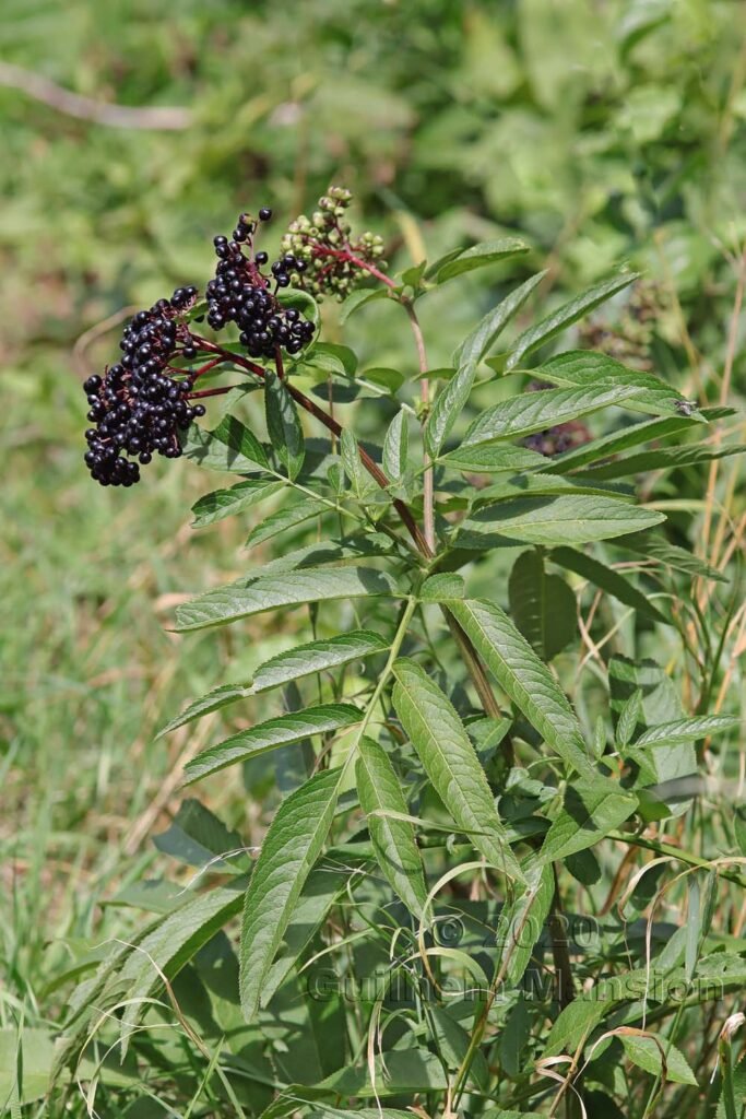 Sambucus ebulus vers Herznach (Suisse, Argovie)