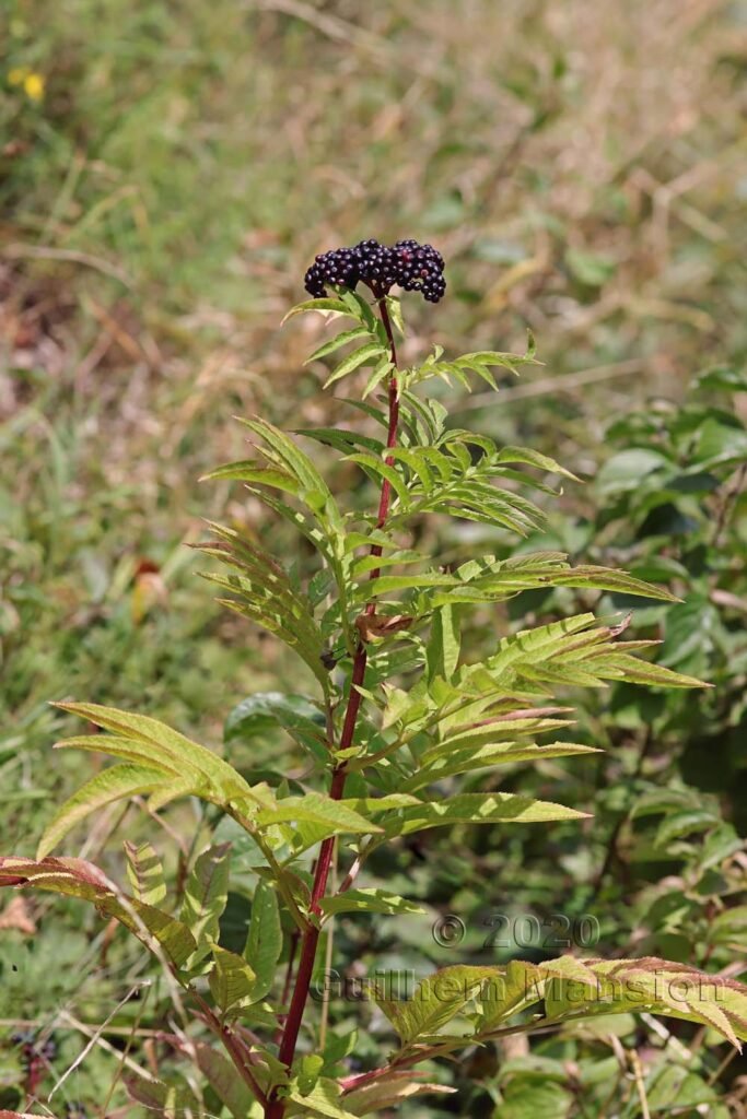 Sambucus ebulus vers Herznach (Suisse, Argovie)