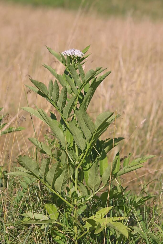 Sambucus ebulus vers Olten (Suisse, Soleure)