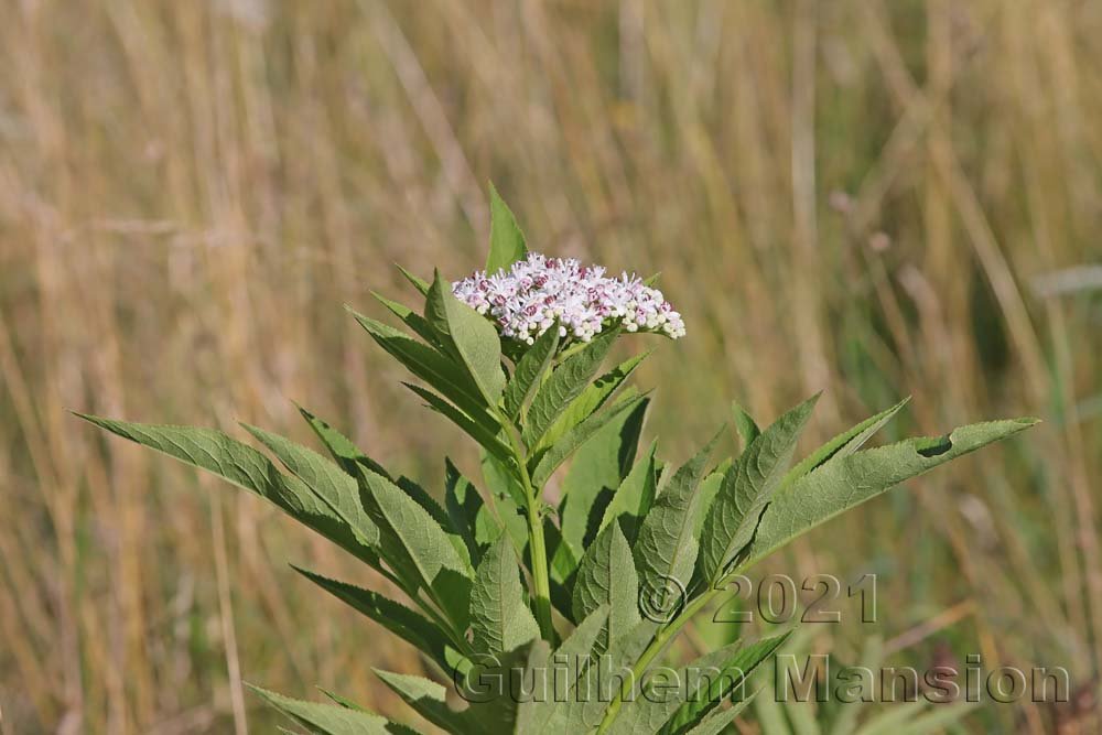 Sambucus ebulus sur le massif du Born près d'Olten (Suisse, Soleure)
