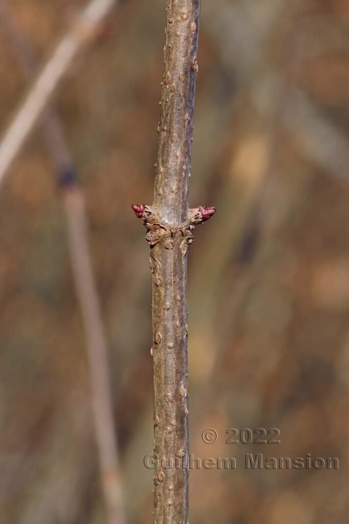 Sambucus nigra sur le massif du Born près d'Olten (Suisse, Soleure)