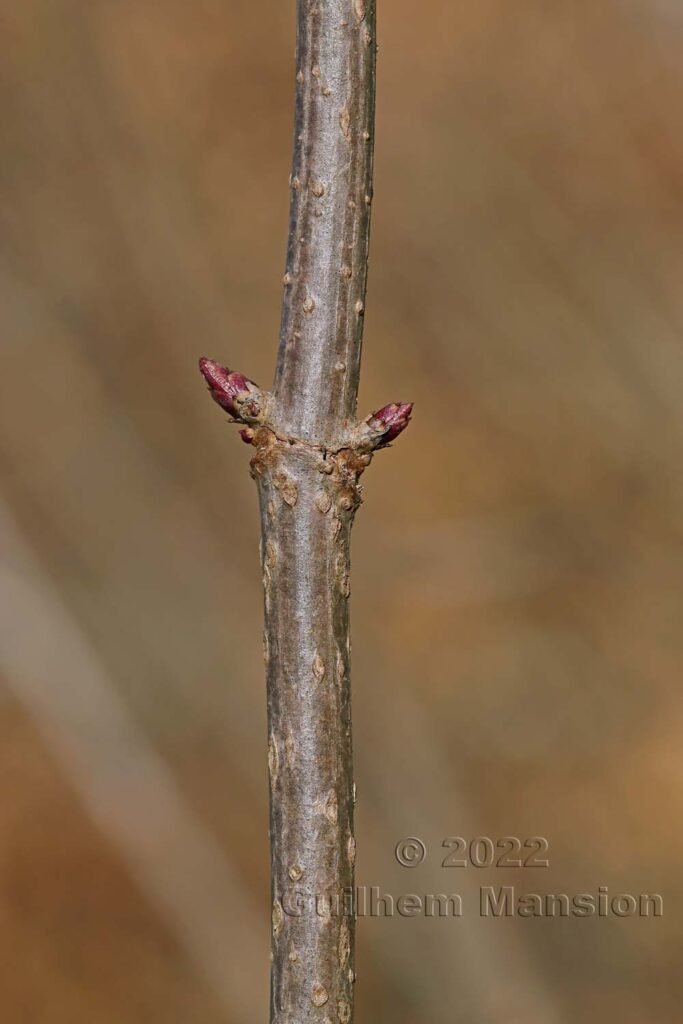 Sambucus nigra sur le massif du Born près d'Olten (Suisse, Soleure)