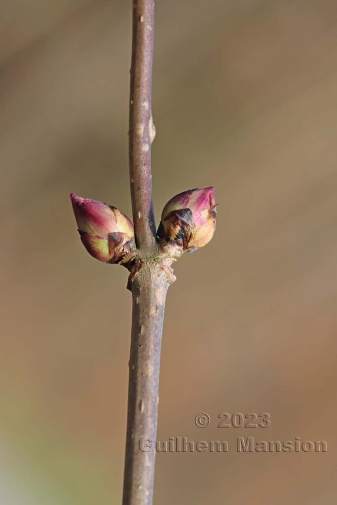 Sambucus racemosa vers Aarburg (Suisse, Argovie)
