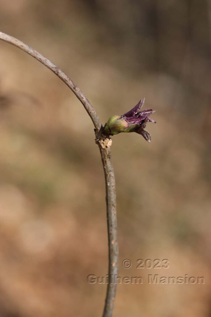 Sambucus racemosa sur le massif du Born près d'Olten (Suisse, Soleure)