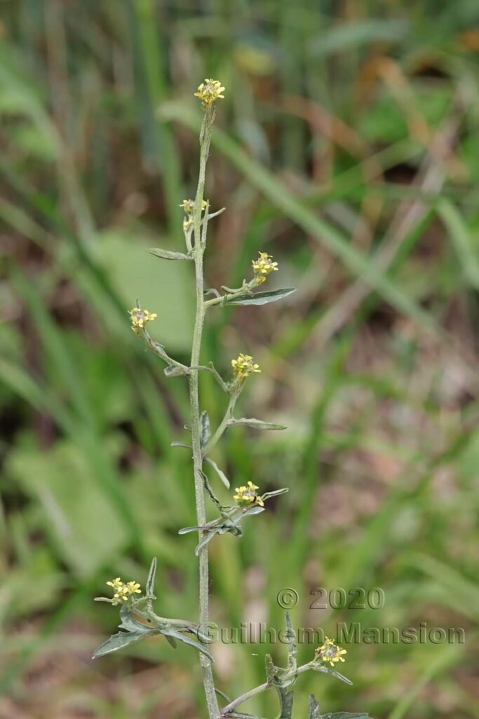 Sisymbrium officinale sur les Laegern (Suisse, Zurich)