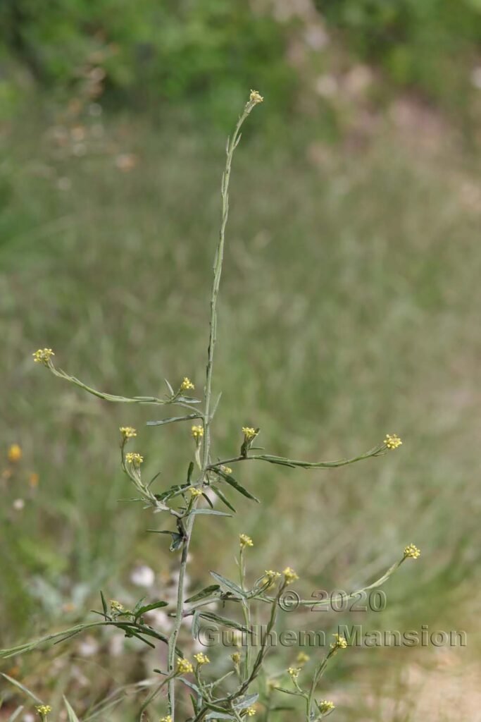 Sisymbrium officinale sur les Laegern (Suisse, Zurich)