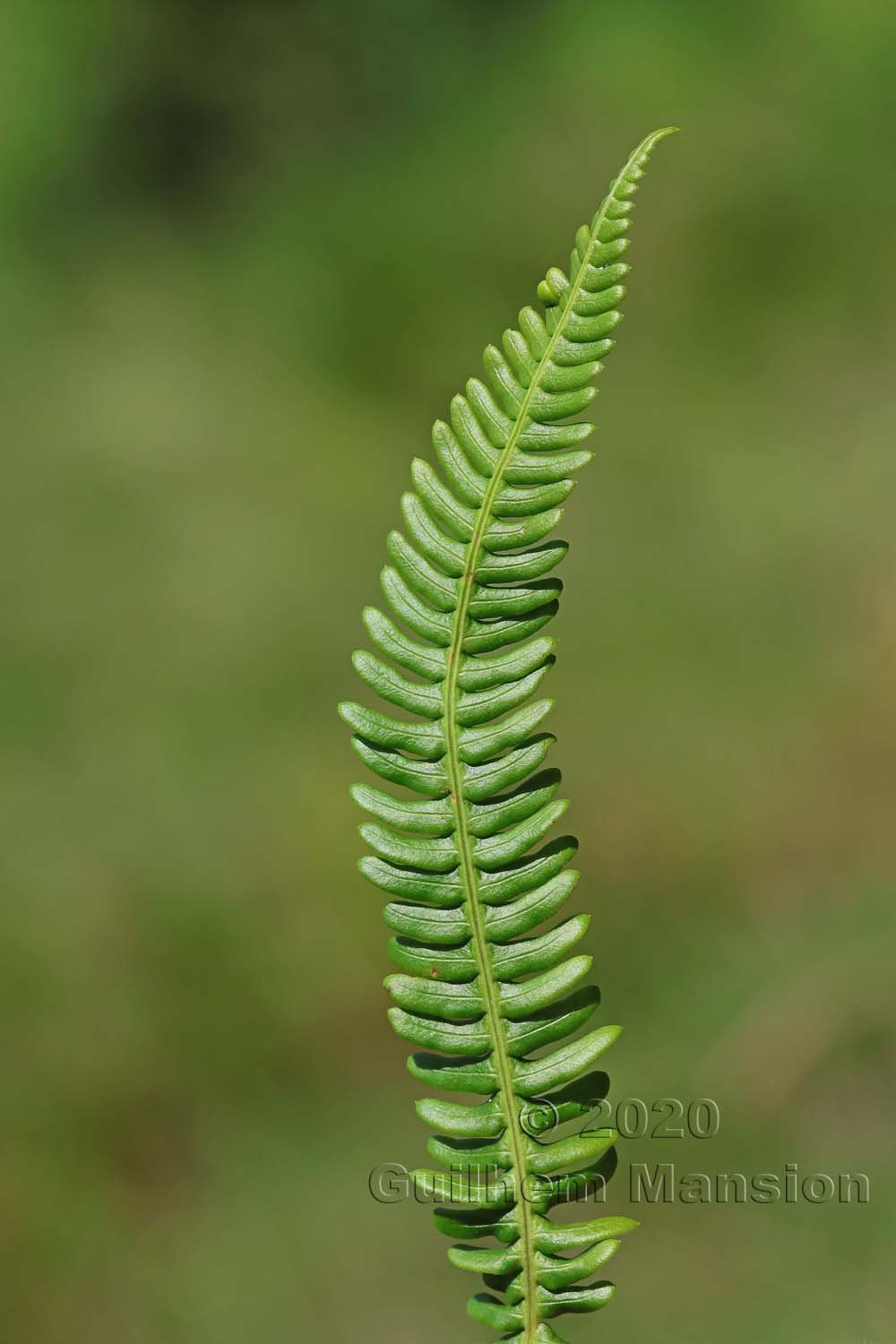 Struthiopteris spicant dans la région de l'Entlebuch (Suisse, Lucerne)