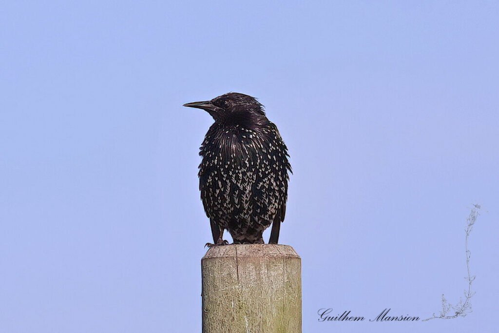 Sturnus vulgaris - Etourneau sansonnet [Sturnidae]