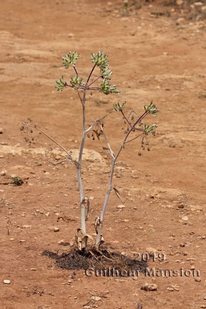 Thapsia garganica dans le réserve de Vindicari (Italie, Sicile)