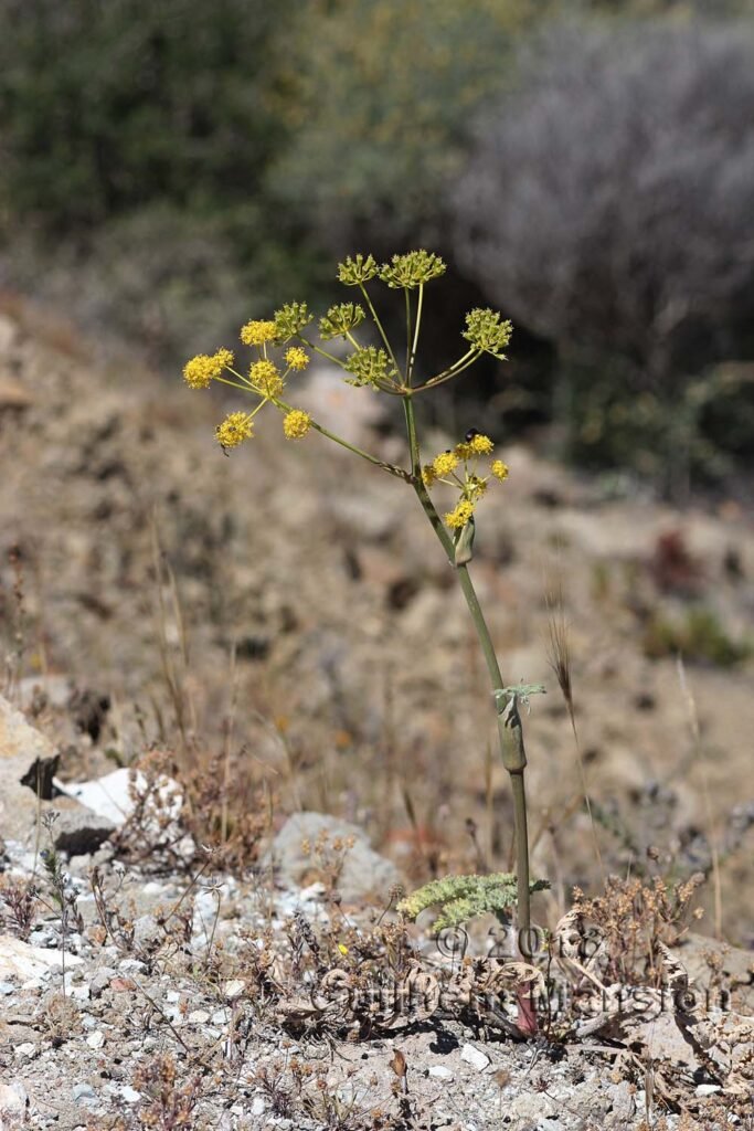Thapsia villosa au Cabo de Gata (Espagne, Andalousie)