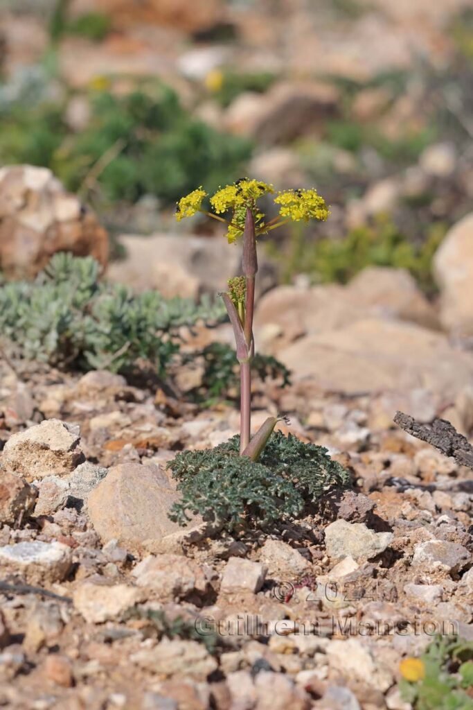 Thapsia villosa vers Sagres (Portugal, Vila do Bispo)