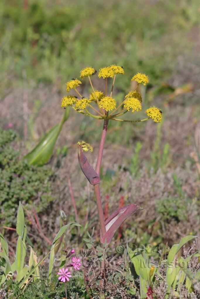 Thapsia villosa vers Sagres (Portugal, Vila do Bispo)