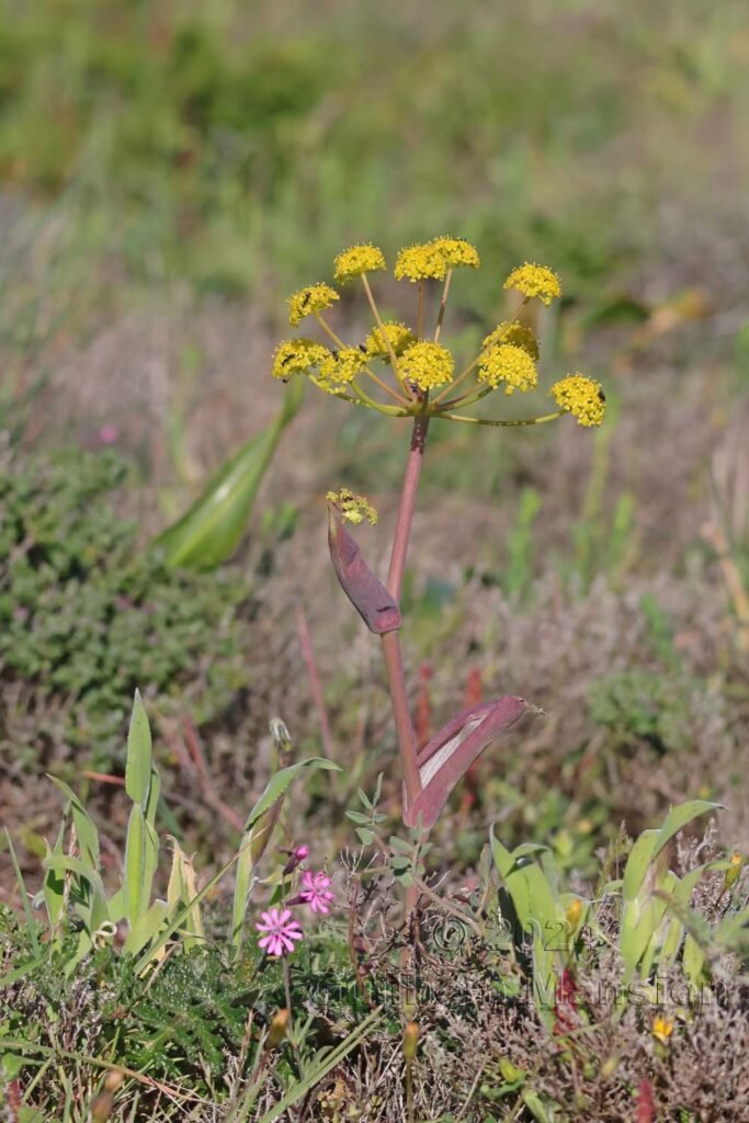 Thapsia villosa vers Sagres (Portugal, Vila do Bispo)