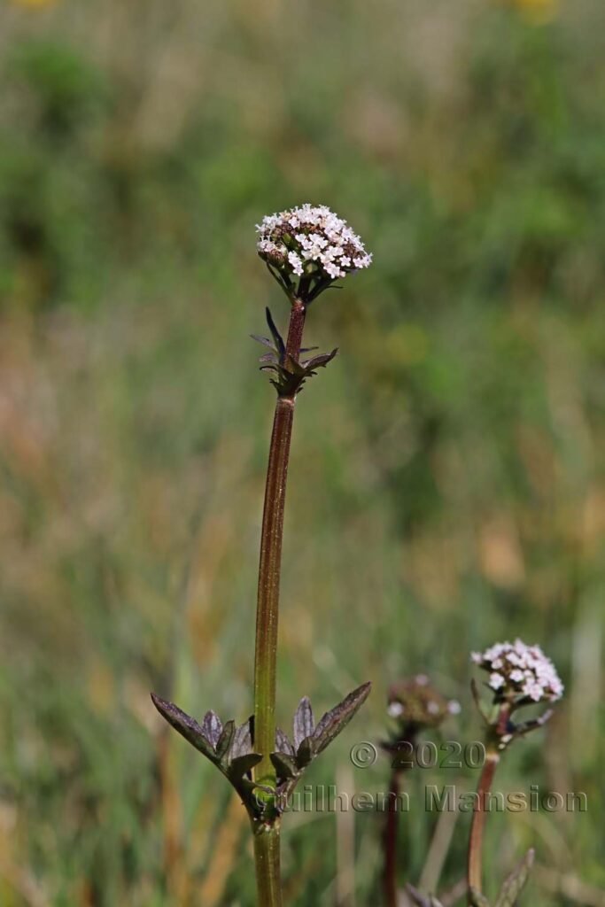 Valeriana dioica au Flumserberg (Suisse, Saint-Gall)