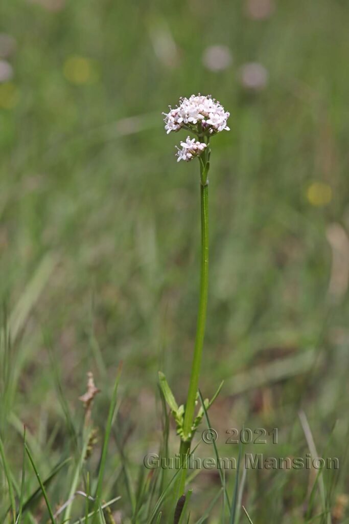Valeriana dioica dans la région de l'Entlebuch (Suisse, Lucerne)