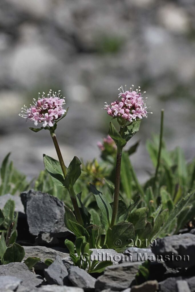 Valeriana montana vers Kandersteg (Suisse, Berne)