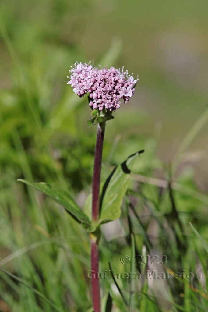 Valeriana montana au Flumserberg (Suisse, Saint-Gall)
